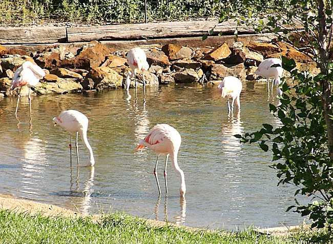 Chilean Flamingo at the ROlling Hills Zoo