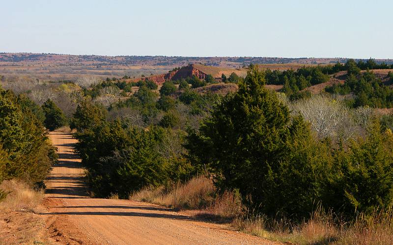 Red Cedars lining the Kansas Red Hills