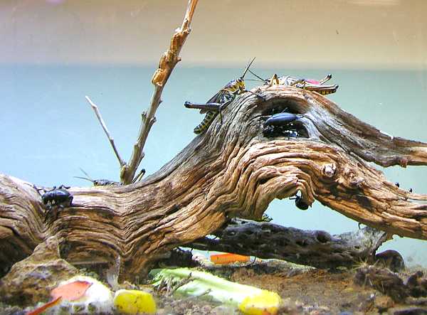 insects on display in the bug zoo