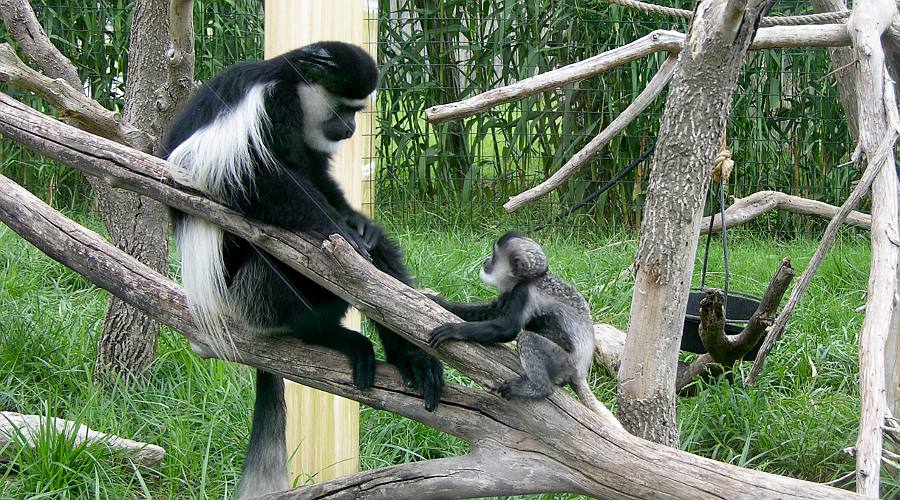 colobus monkeys at Manhattan's Sunset Zoo.