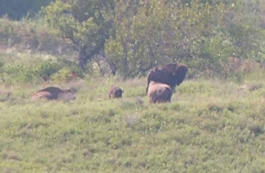 Buffalo at the Maxwell Wildlife Refuge