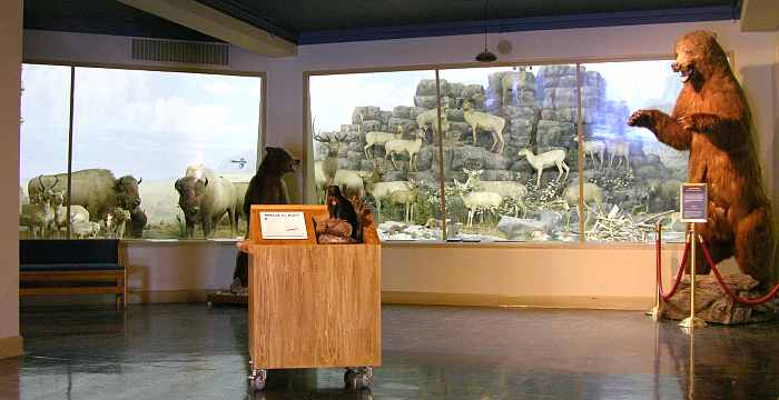 North American panorama at the University of Kansas Natural History Museum