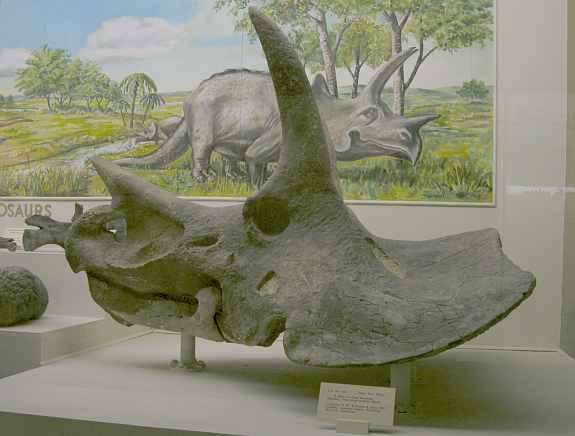 Triceratops prorsus at University of Kansas Natural History Museum
