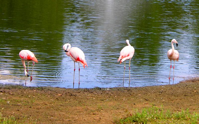 Chilean Flamingo at the Rolling Hills Zoo