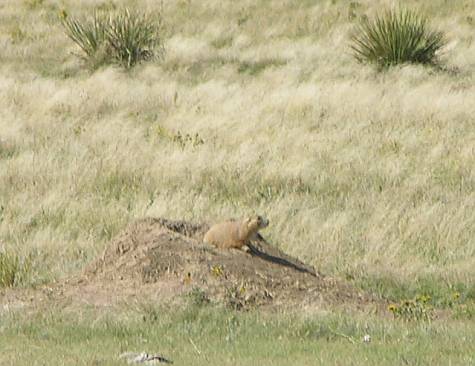 prairie dog at the Smoky Valley Ranch