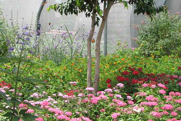 Wichita Gardens' buttefly house