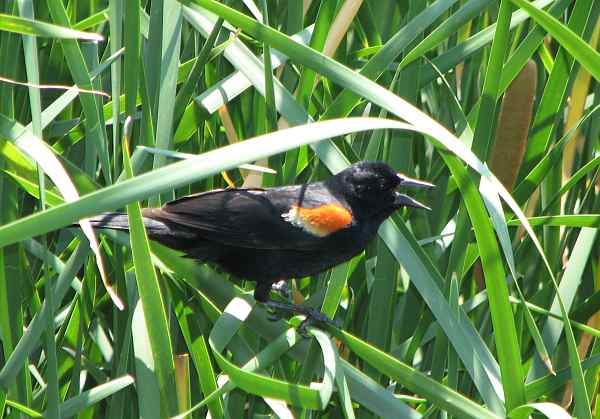 Red wing black bird at Botanica.