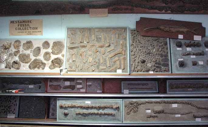 Messamore Fossil Collection in Kansas
