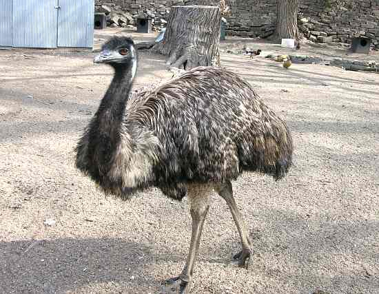 Emu at the Clay Center Zoo
