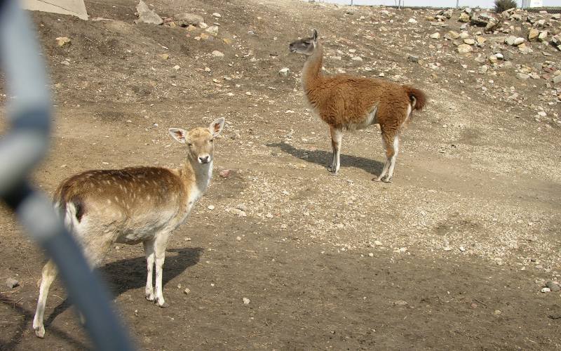 Sika Deer at the Clay Center Zoo