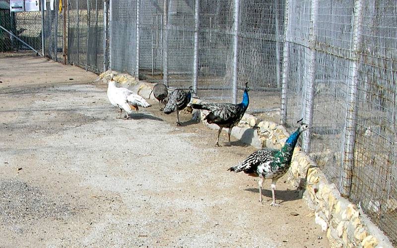 birds in the Clay Center Zoo