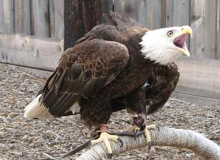 bald eagle at Eagle Valley Raptor Center in Garden Plain, Kansas