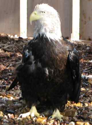 bald eagle