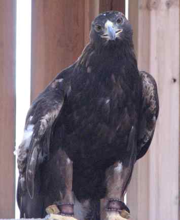 golden eagle