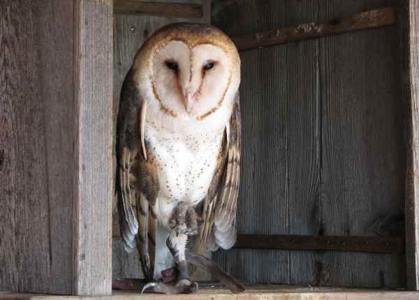 barn owl