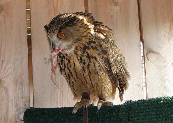 Tara is an Eurasian eagle owl Bubo bubo who came to Eagle Valley Raptor 