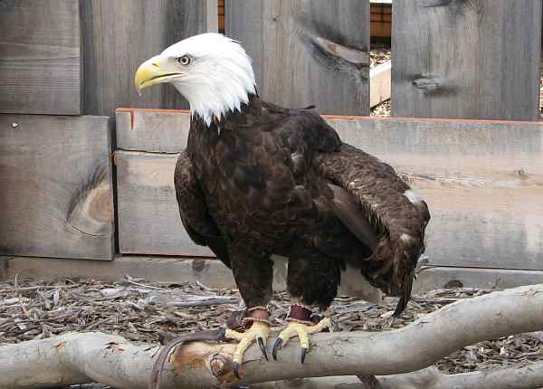 Bald Eagle