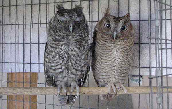 Screech owls