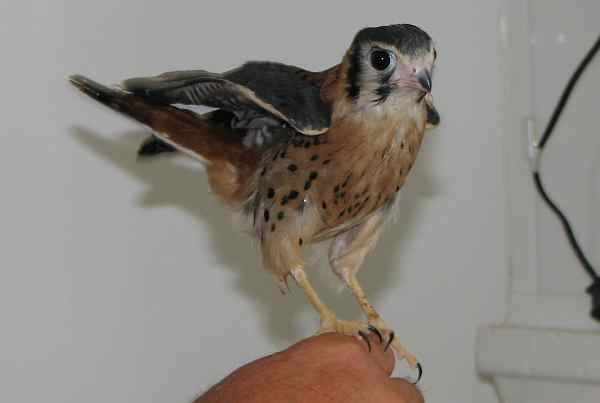 American Kestrel