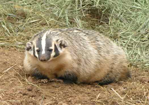 Badger at the David Traylor Zoo in Emporia