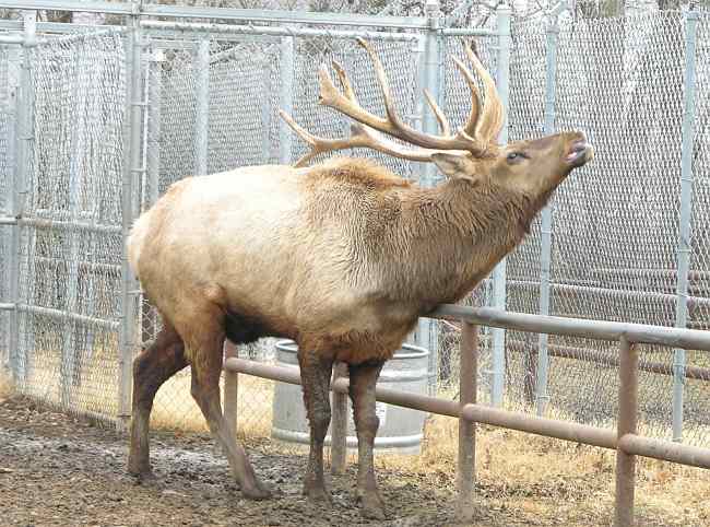 Elk in the David Traylor Zoo in Emporia, Kansas