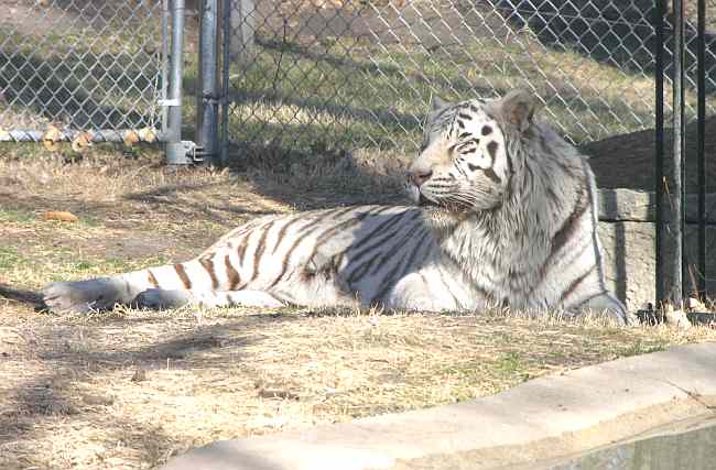 white Bengal tiger in Brit Spaugh Zoo