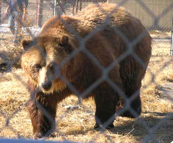 Grizzly Bear