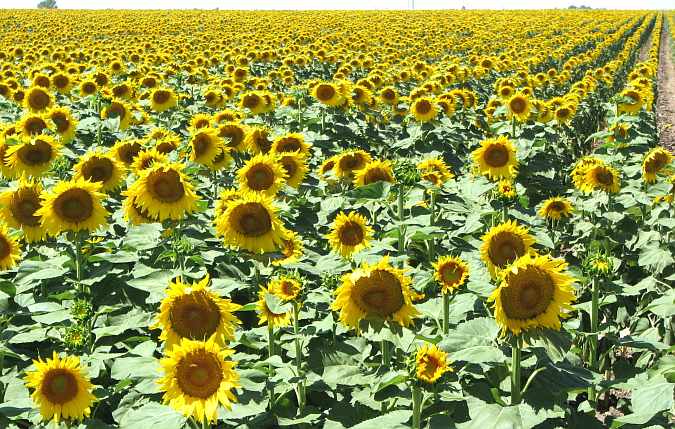 Field of Kansas sunfowers