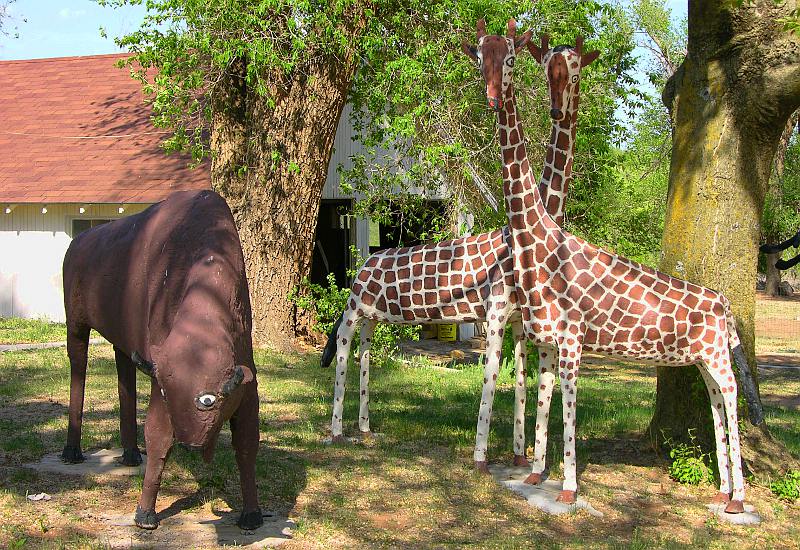Glenn Stark giraffes