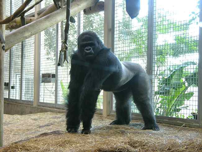 Lowland Gorilla (Gorilla Gorilla Gorilla)