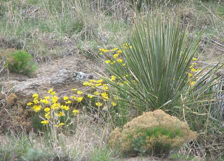 Arikaree Breaks - Cheyeene County, Kansas