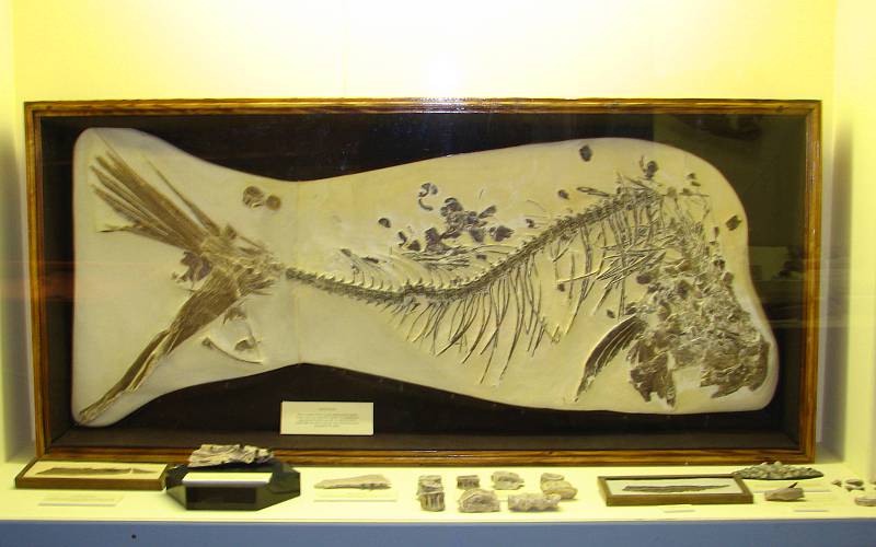 Gillicus fossil in El Quartelejo Museum