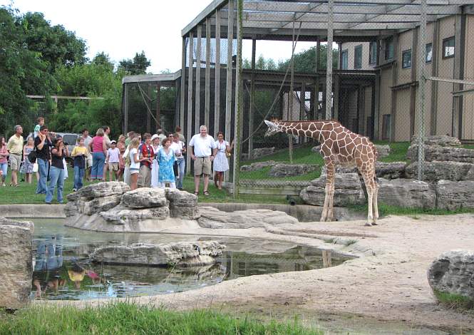 giraffe at Tanganyika Wildlife Park