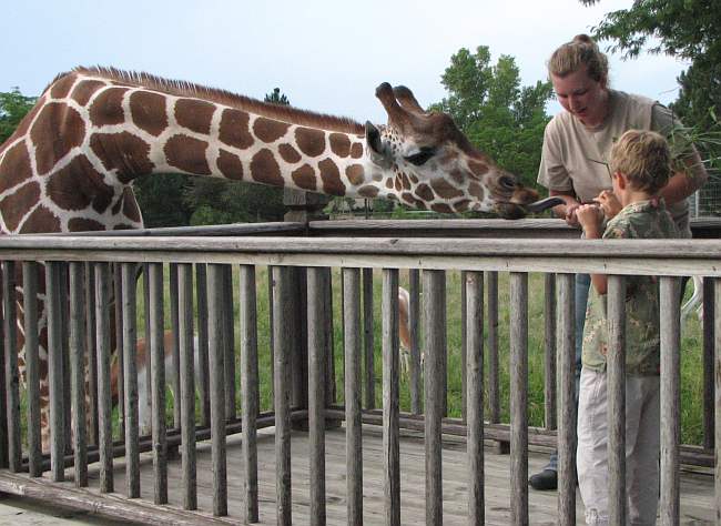 child feeding a girrafe