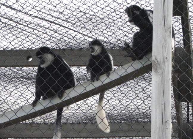 Colobus Monkey - Colobus guereza