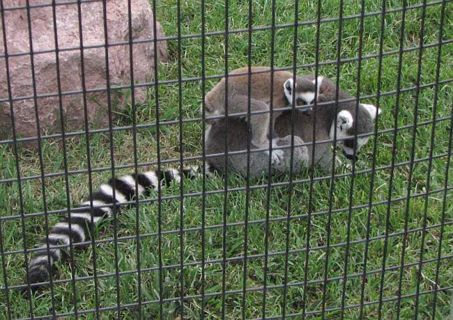 Ringed tail lemur Lemur catta