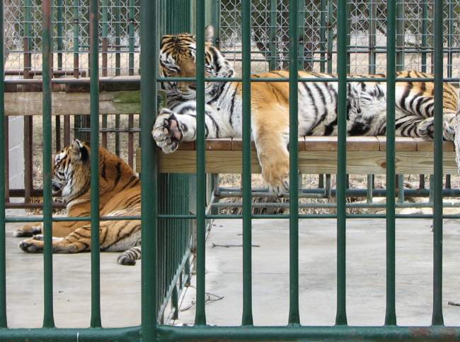 Tigers at Cedar Cove Feline Conservation Park