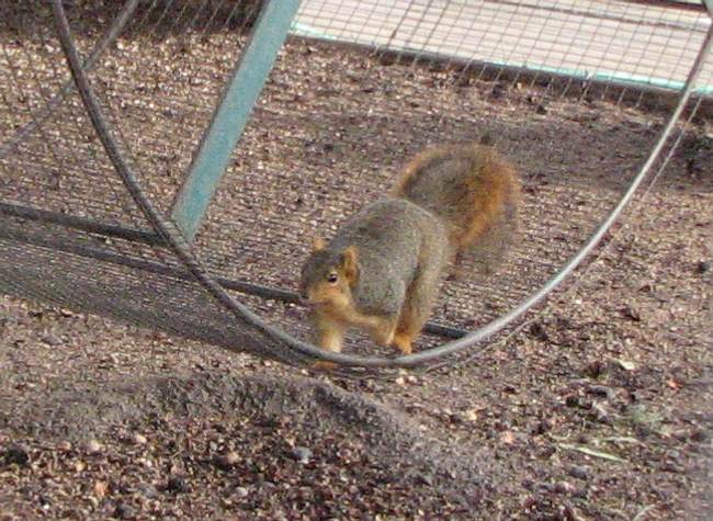 Clay Center Zoo squirrel