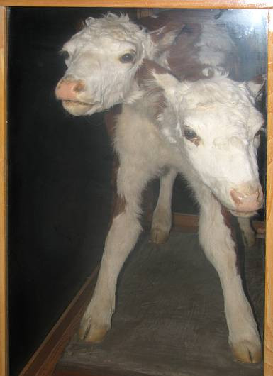 Two headed calf