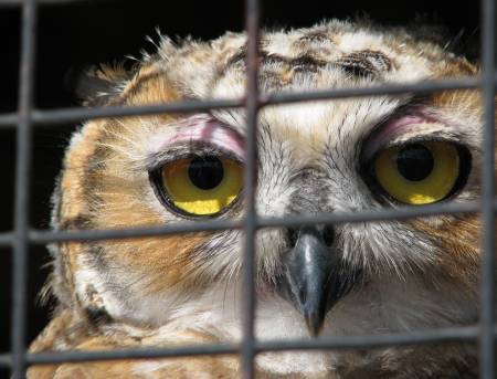 Eagle Valley Raptor Center - Cheney, Kansas