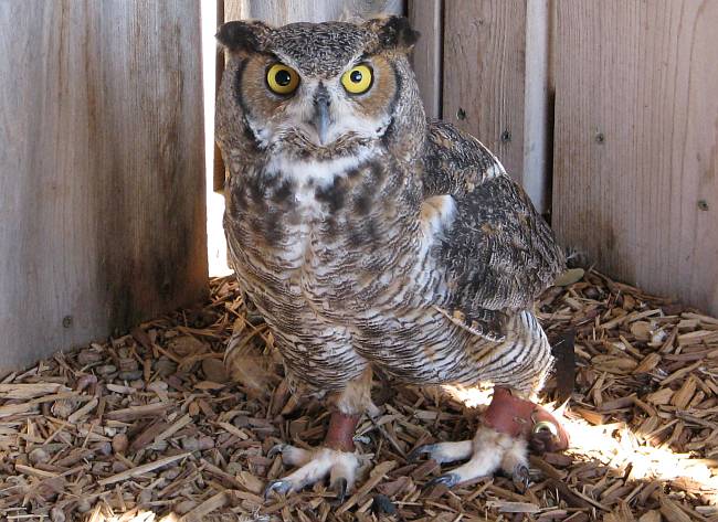 Great Horned Owl