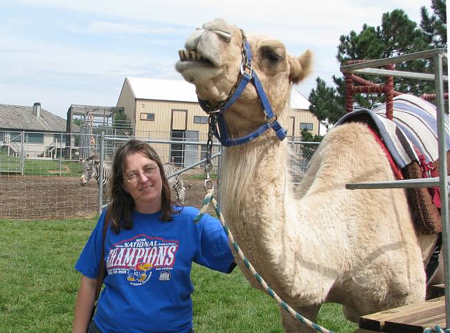 Dromedary camel at Tanganyika Zoo