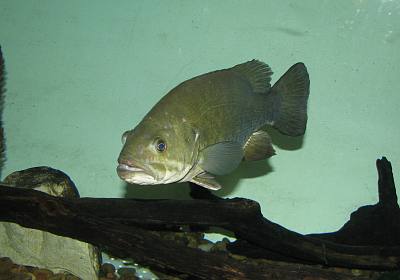 Aquariums at Pratt Education Center