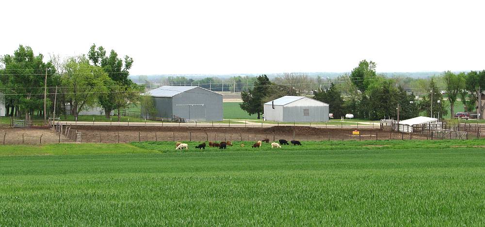 Wooly Works Alpaca Ranch - Abeline, Kansas