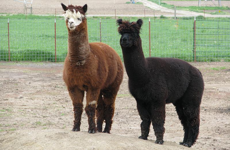 alpacas