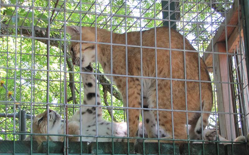 Bobcats (Lynx rufus)