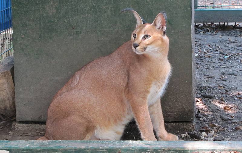 Caracal at Cedar Cove Feline Conservation Park