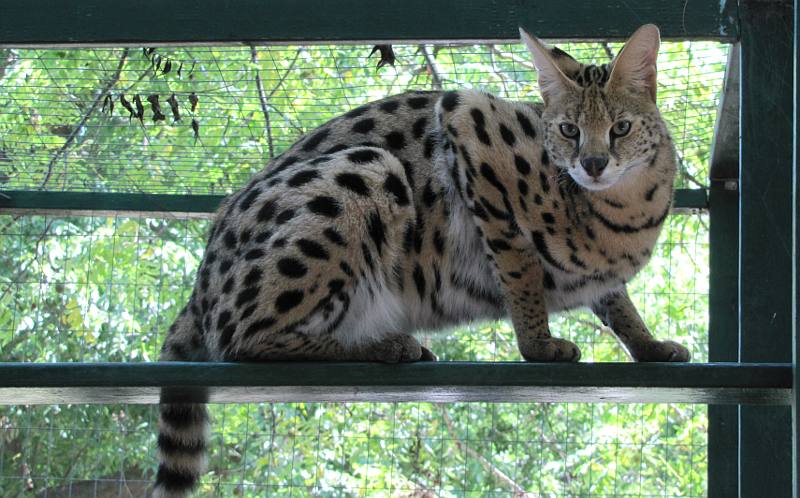 Serval (Leptailurus serval)