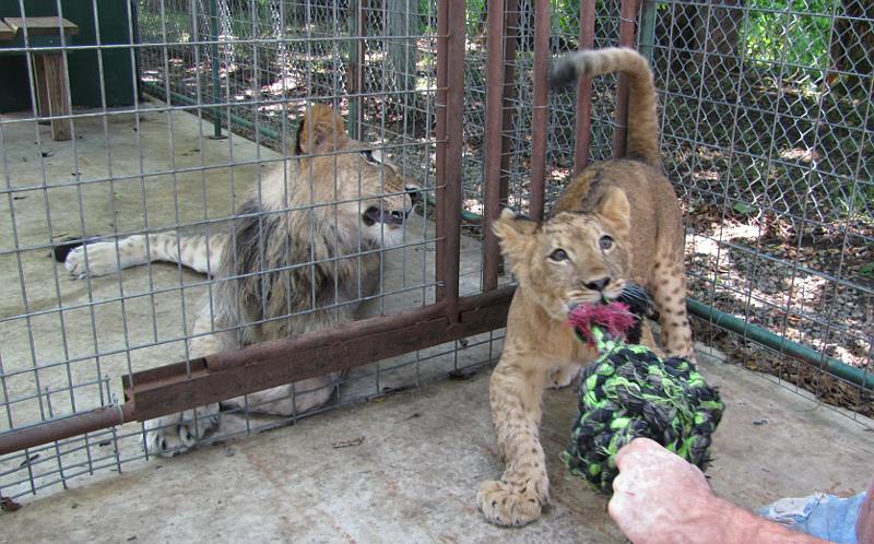 lion cub