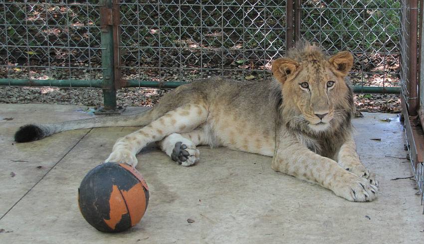 lion (Panthera leo)